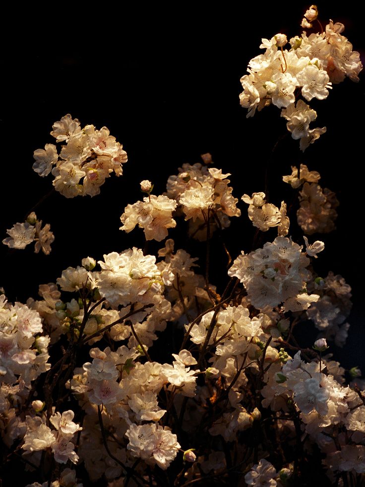 some white flowers are blooming in the dark