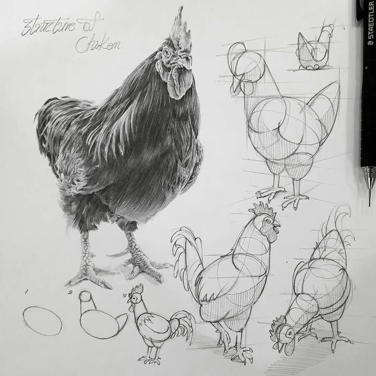 a pencil drawing of chickens and roosters