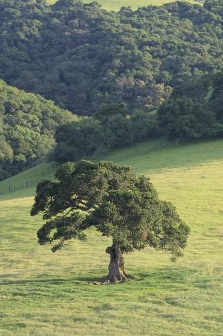 a lone tree sitting in the middle of a field