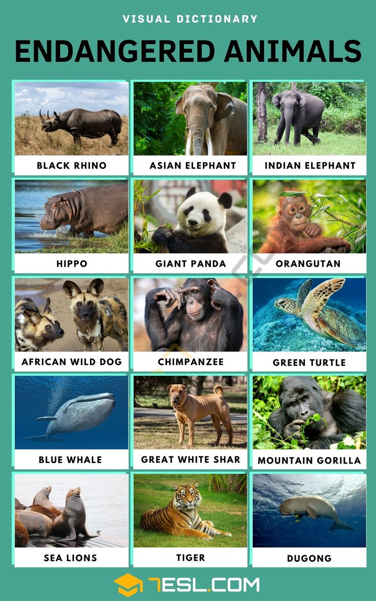 an image of animals that are labeled in english and spanish with the words,'animal dictionary