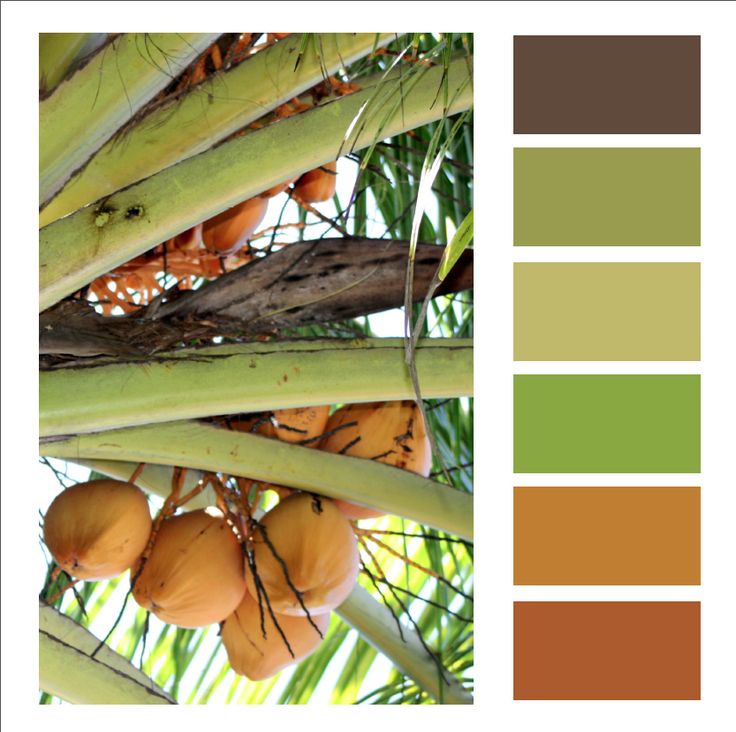 an image of coconuts growing on a tree with color swatches in the background