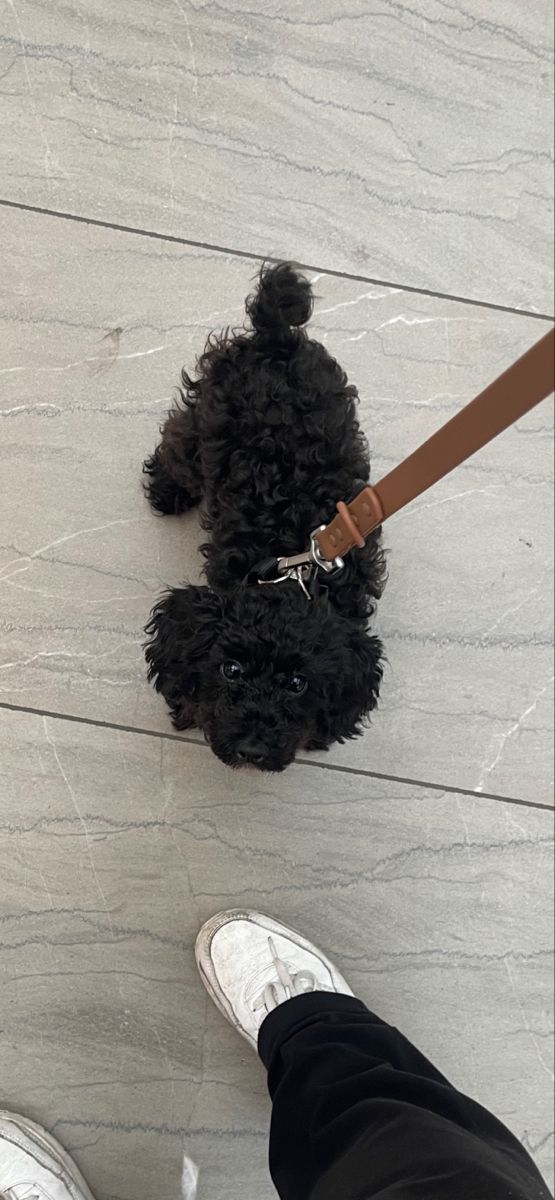 a black dog with a leash on it's neck standing next to a persons feet