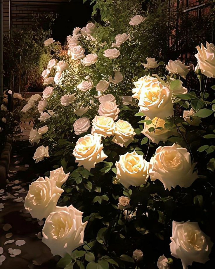 white roses are blooming in the garden at night