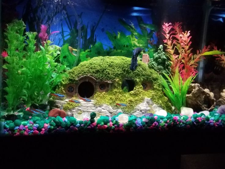 an aquarium filled with lots of green plants and rocks