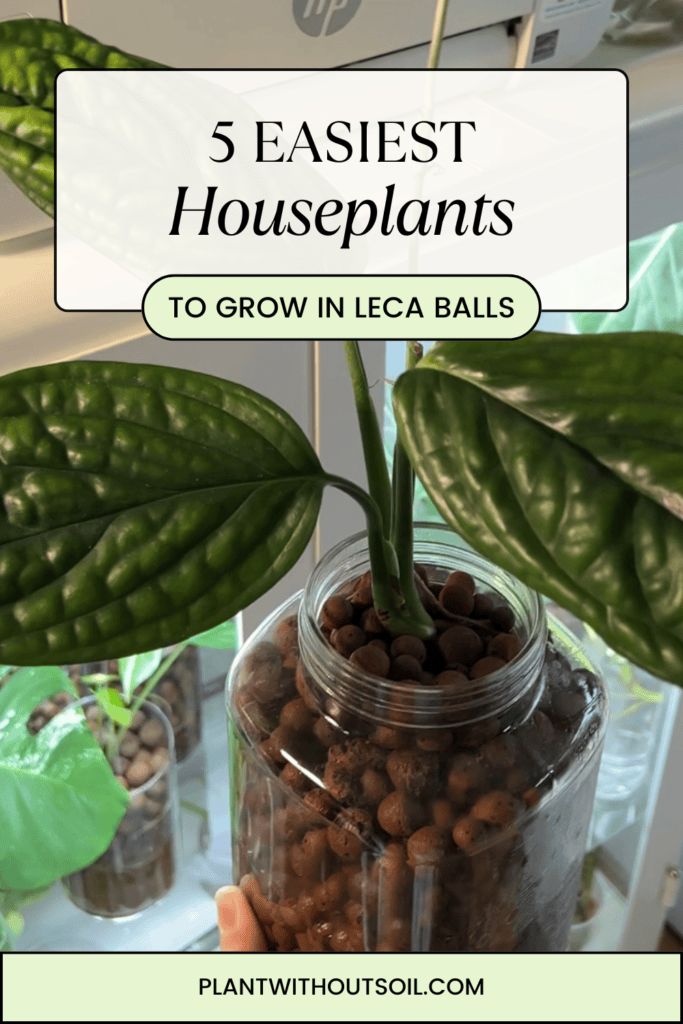 a plant in a glass jar with text overlay reading 5 easy houseplants to grow in iced balls