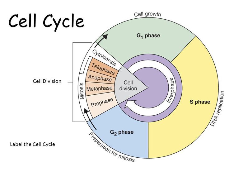 the cell cycle is shown in this diagram