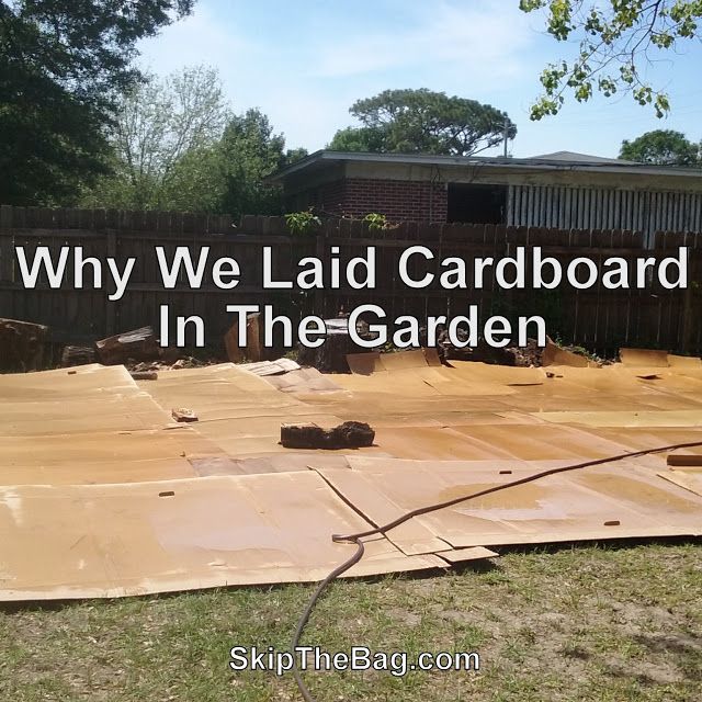 an image of a yard with the words why we laid cardboard in the garden