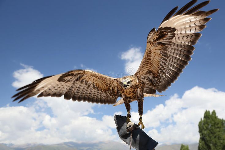 a bird that is flying in the air with its wings spread out and it's landing on a glove