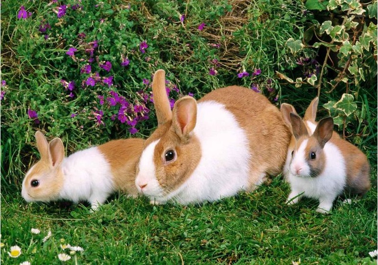 two rabbits are sitting in the grass with puzzle pieces on their backs to look like they're having fun