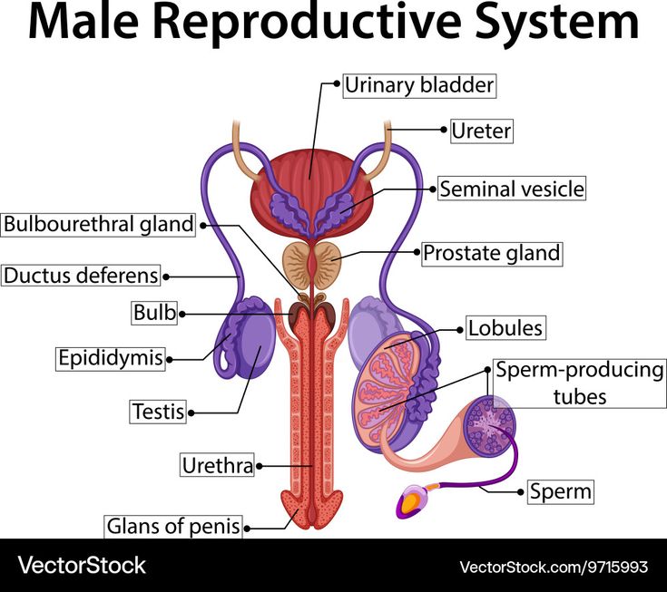 the male reproductional system is labeled in this diagram