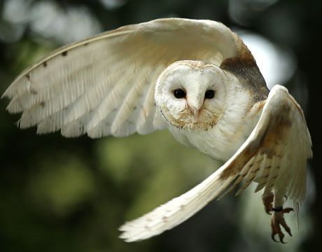 an owl flying through the air with its wings spread