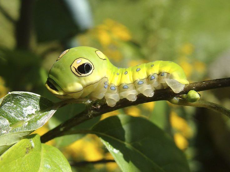 a green caterpillar sitting on top of a leaf covered tree branch with yellow flowers in the background