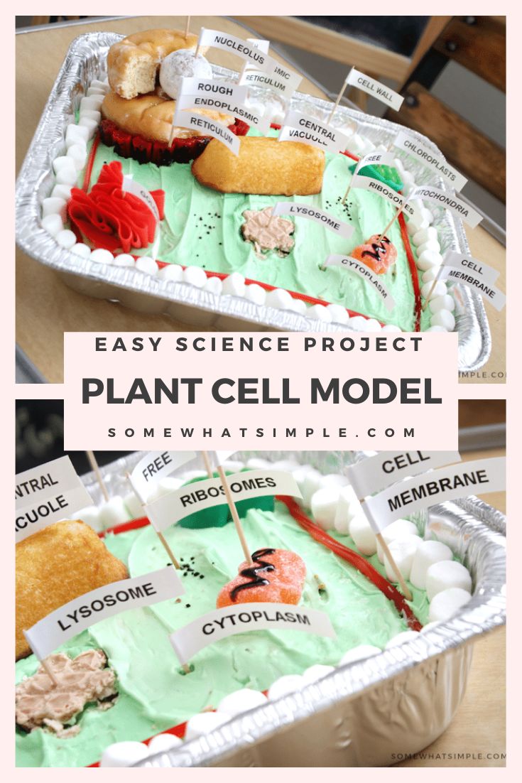 an easy science project for kids to learn plant cell model