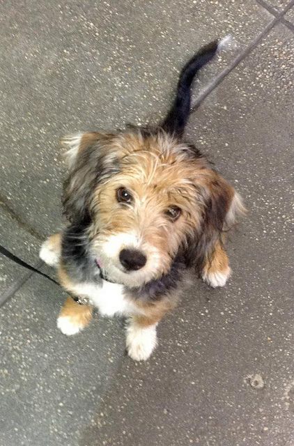 a brown and white dog sitting on top of a tile floor next to a black leash