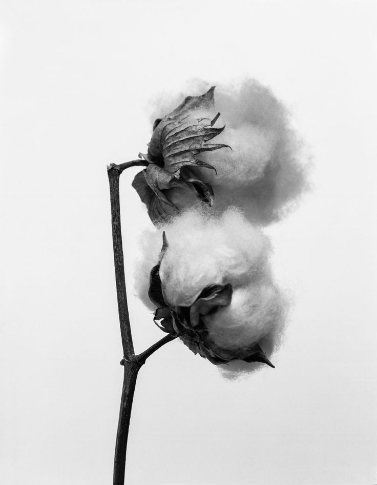 Modern Fine Art, Charcoal Art, Black White Photography, Floral Photography, Black White Photos, Art Black, Pencil Art, Leaf Tattoos, White Photography