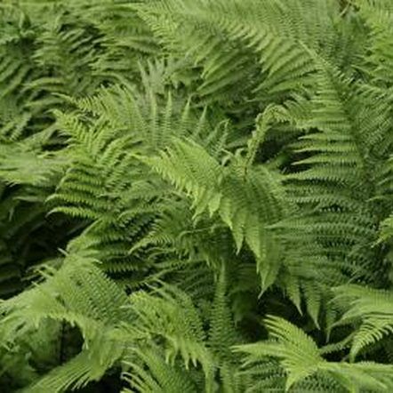 many green plants are growing together in the field