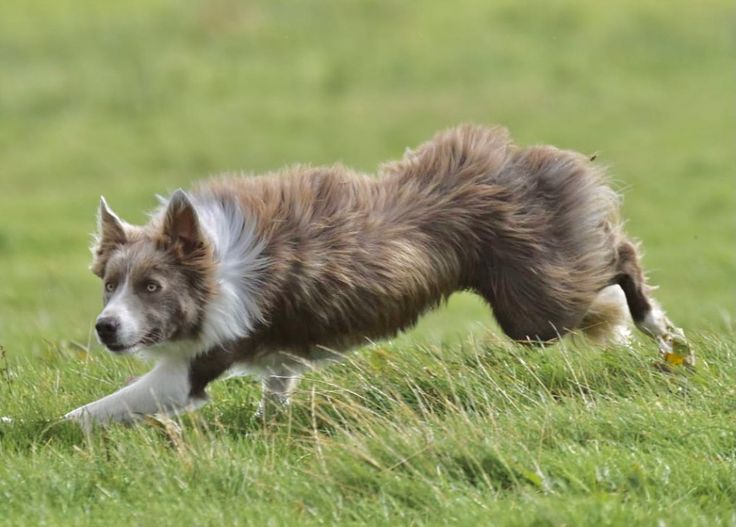 a brown and white dog running across a lush green field