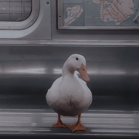 a white duck standing on the side of a train