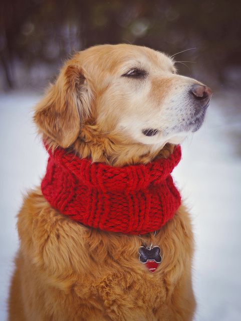 a golden retriever wearing a red knitted scarf in the snow with its eyes closed