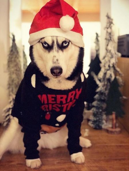 a husky dog wearing a christmas sweater and santa hat