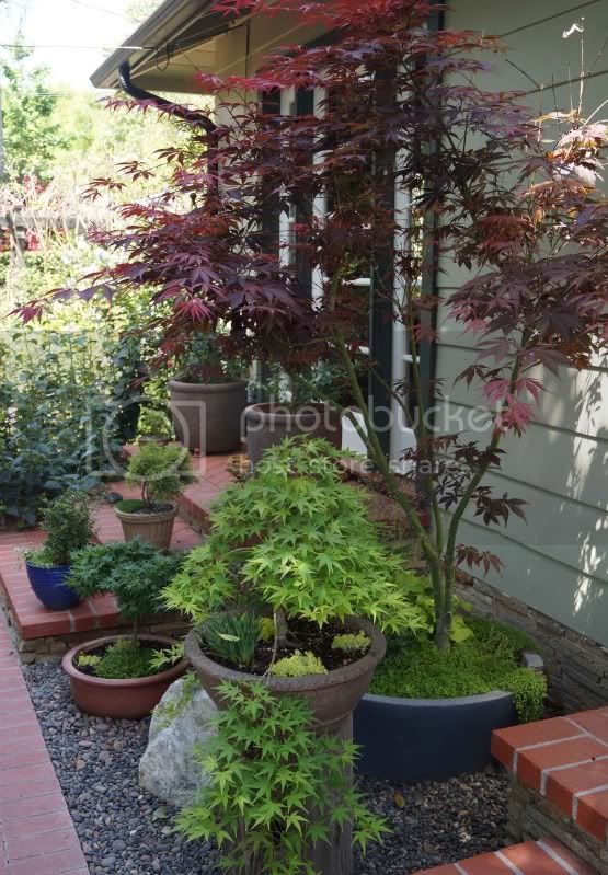 several potted plants and trees in front of a house