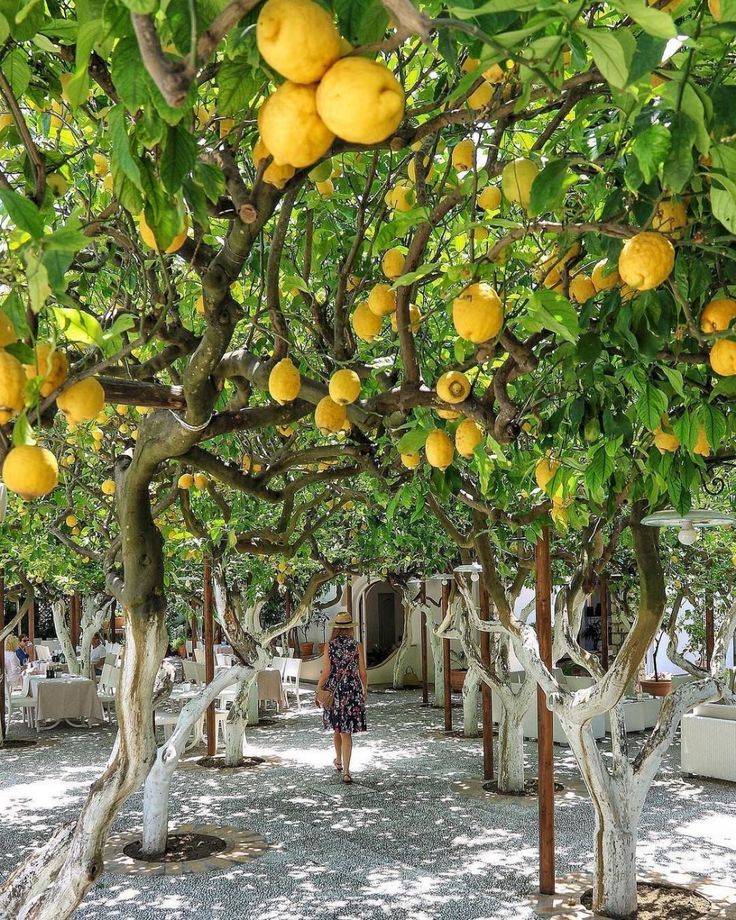 there are many lemon trees in the yard and one person is walking under them with an umbrella