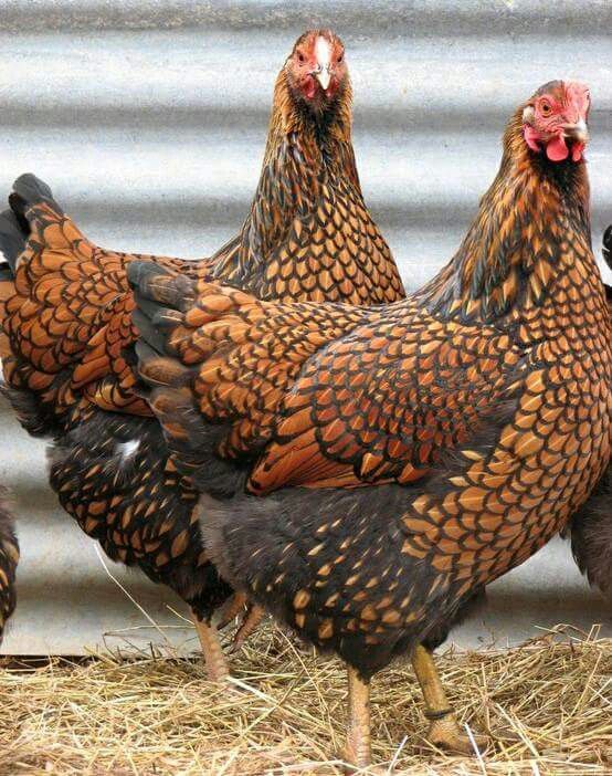 three chickens standing next to each other on top of dry grass in front of a metal wall