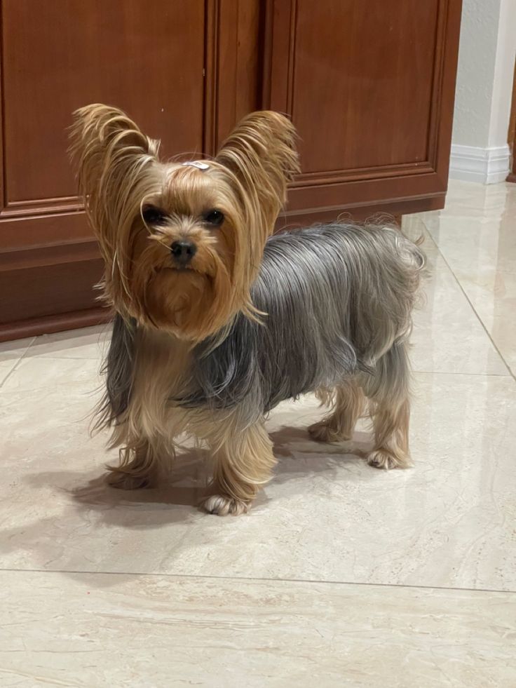 a small dog standing on top of a tile floor next to a wooden cabinet door