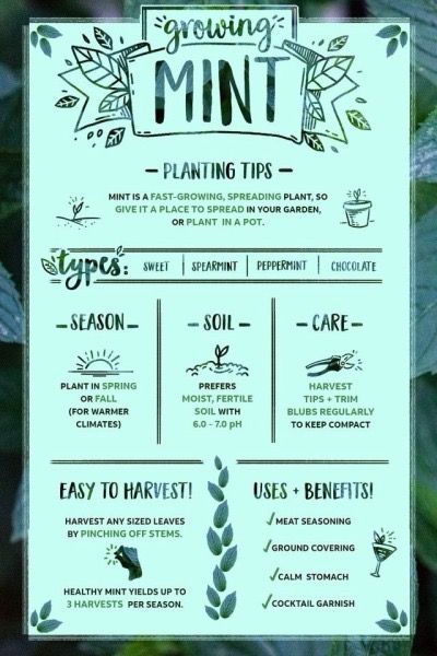 the front and back side of a menu for a mintt tea shop, with green leaves on it