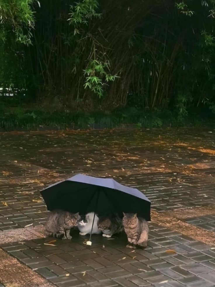 two cats playing with an umbrella on the ground in front of some bushes and trees