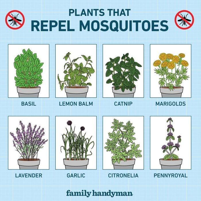 an image of plants that repel mosquitoes in their houseplants and herbs