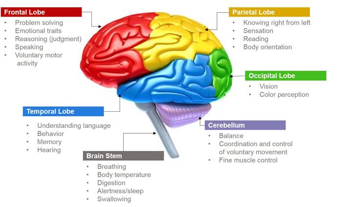 the human brain is labeled with all its functions and major areas, including the cerebratorys