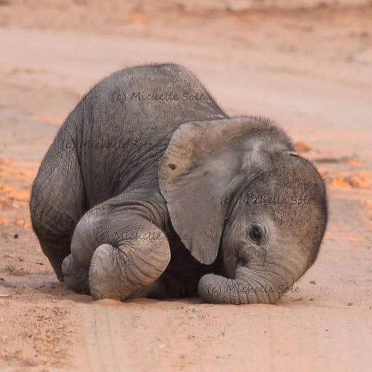 the baby elephant is laying down on the dirt