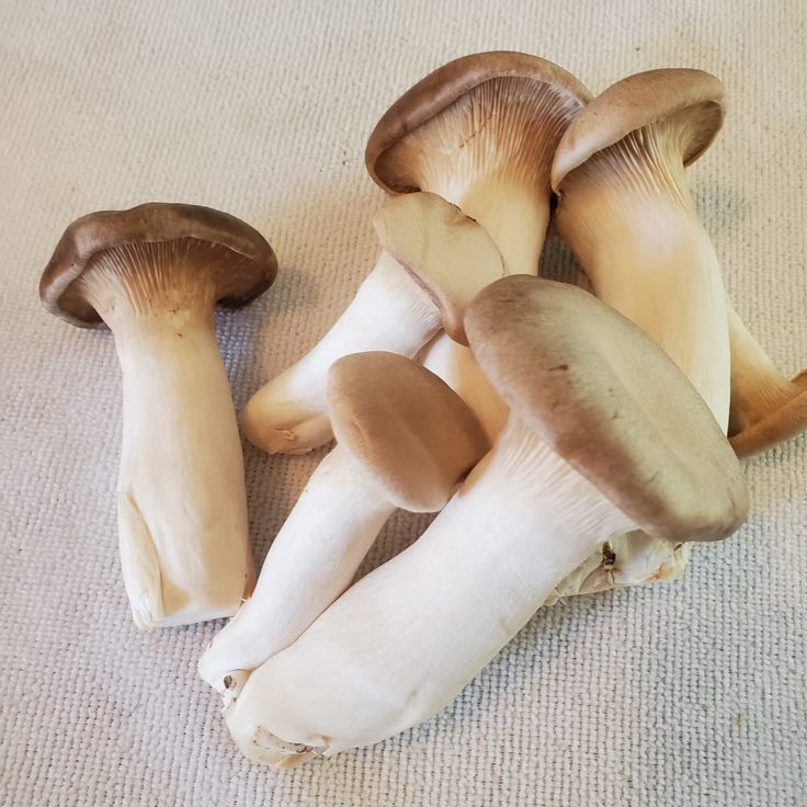 several mushrooms are sitting on the floor next to each other