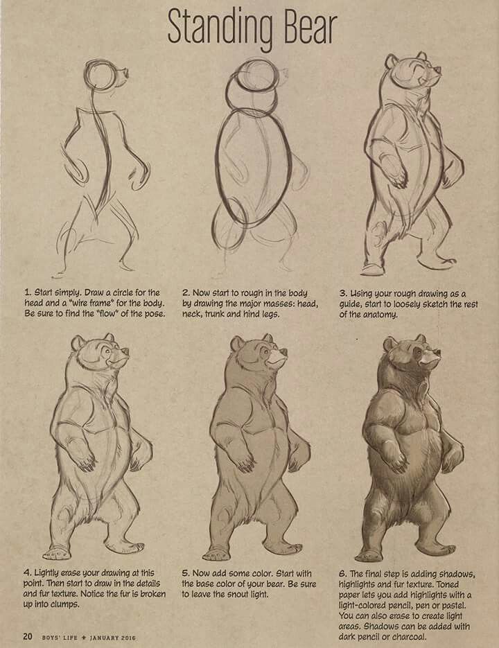 an old book with bears standing in different poses and body shapes, from the early 20th century to the present day