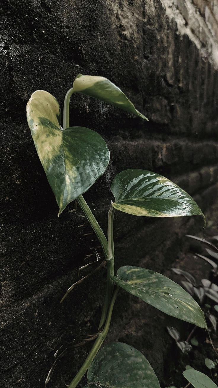 a plant growing out of the side of a stone wall with green leaves on it