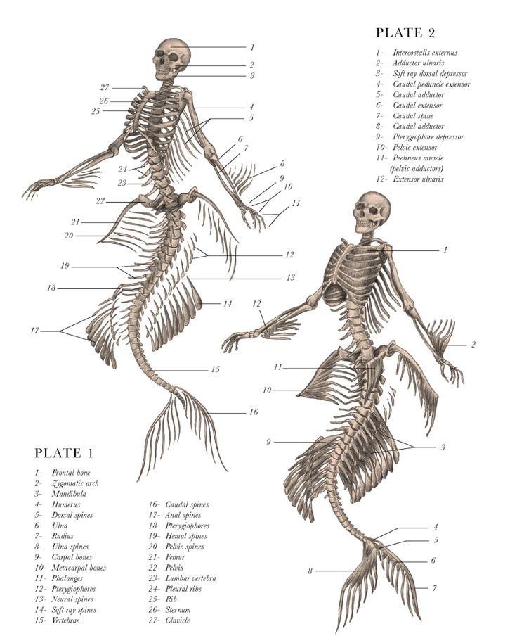 two skeletons are shown in different positions and sizes, with the skeleton labeled on each side