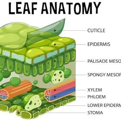 the structure of a leaf anatomy