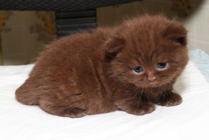 a small brown kitten sitting on top of a bed