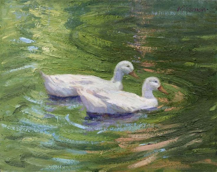 two white ducks floating on top of green water