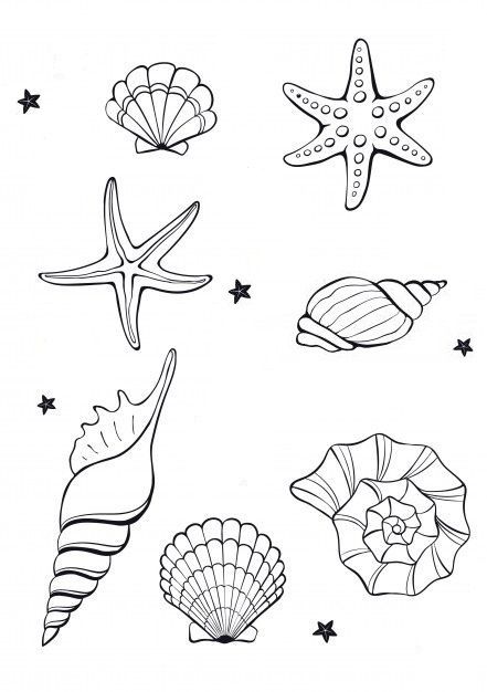 Seashell Coloring Pages, Ocean Drawings, Seashell Drawing, Shell Drawing, Seashell Tattoos, Shell Tattoos, Pola Sulam, Art Tattoos, 자수 디자인