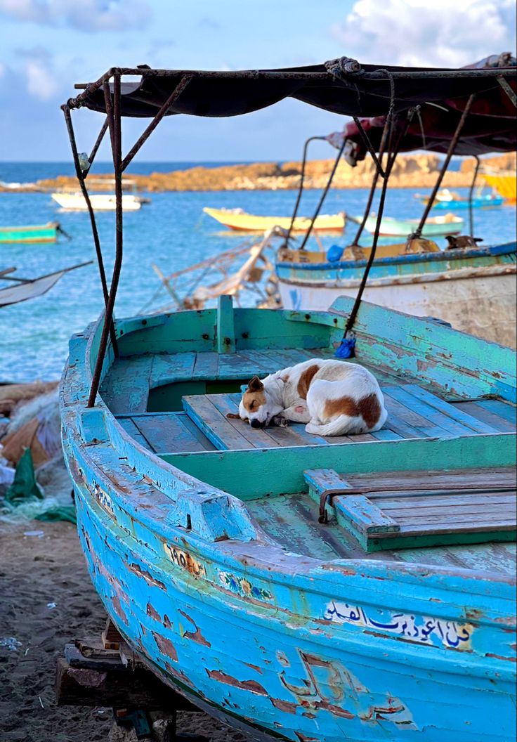 a dog laying on the side of a boat in the sand by the ocean with other boats