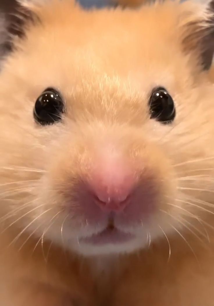 a close up of a hamster's face with one eye open and the other half closed