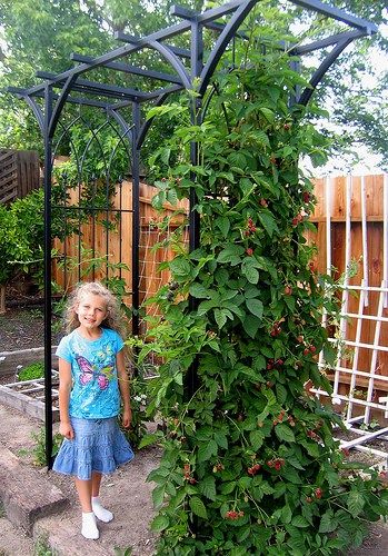 Grandma’s Thornless Boysenberries We picked our first boysenberries today! I’ve picked my fair share of blackberries and boysenberries but I’ve never grown them before. As a kid w… Blackberry Trellis, Raspberry Plants, Smith Family, Hydrangea Care, Trellis Plants, Plastic Buckets, Edible Landscaping, Veg Garden, Casa Exterior