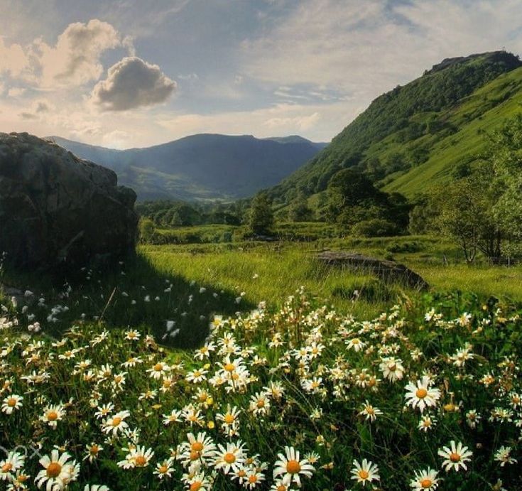 the sun shines brightly on some wildflowers and mountains in the distance,