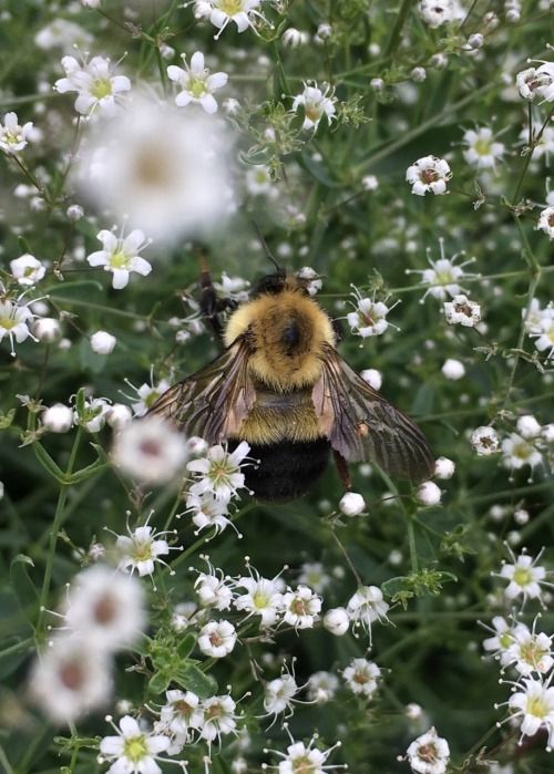 a bee is sitting in the middle of some white daisies and wildflowers