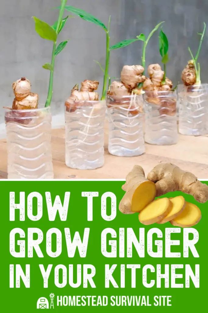 how to grow ginger in your kitchen