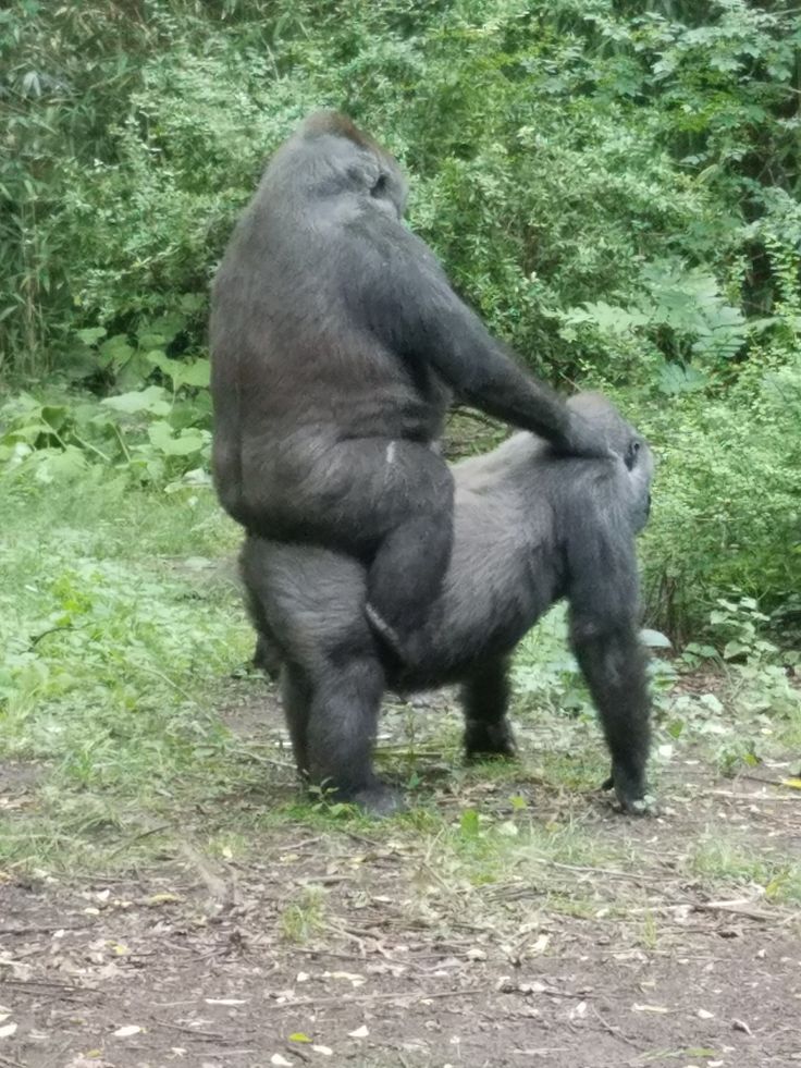 a large gorilla standing on its back legs