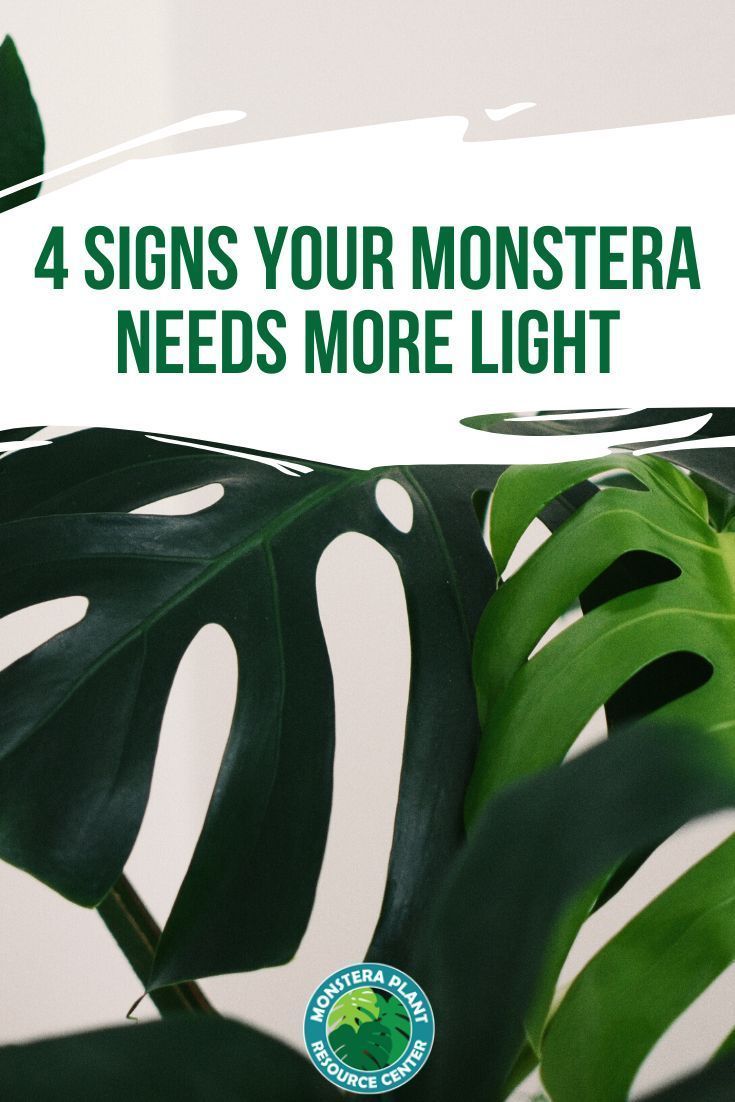 a green plant with the words 4 signs your monstera needs more light on it