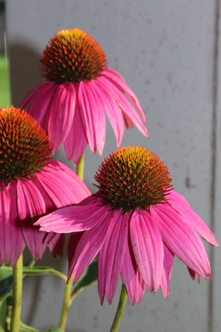 three pink flowers with yellow centers in front of a gray wall and green grass behind them